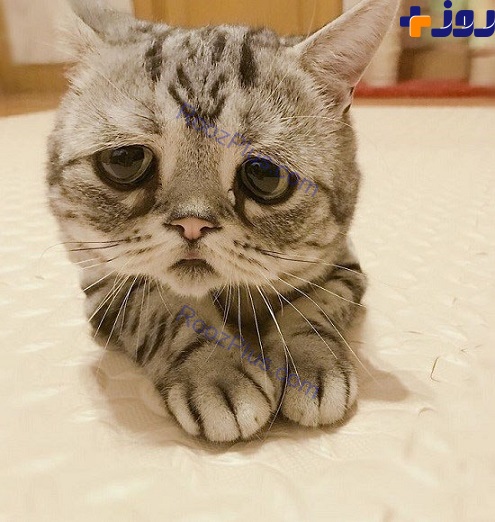 عکس/ غمگین ترین گربه جهان همه را تحت تاثیر خود قرار می‌دهد