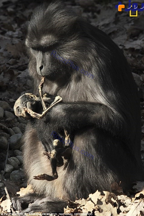در پدیده ای عجیب میمون عزادار جنازه بچه اش را خورد/عکس