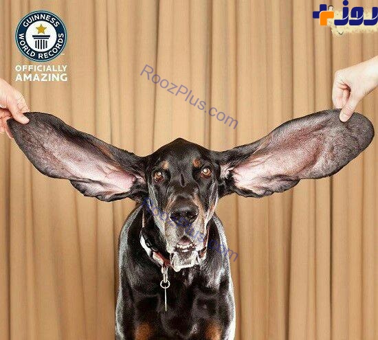 سگی که بلندترین گوش دنیا را دارد+عکس