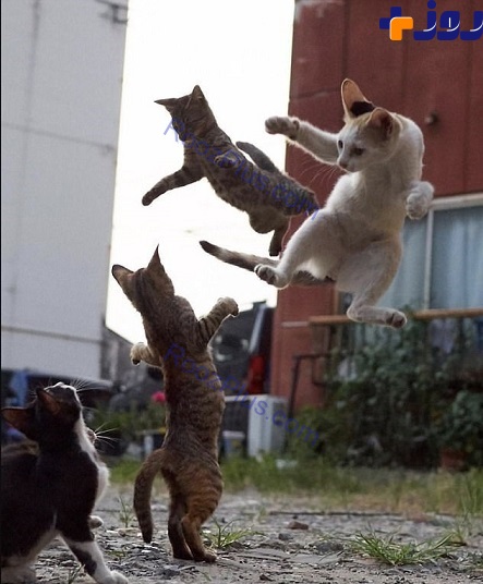 تصاویری بامزه از گربه های کونگ فو کار