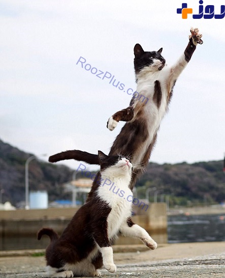 تصاویری بامزه از گربه های کونگ فو کار