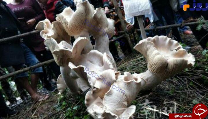 کشف یک مدل قارچ بزرگ با ظاهری عحیب در چین! +تصاویر