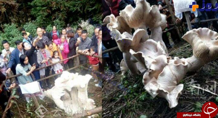 کشف یک مدل قارچ بزرگ با ظاهری عحیب در چین! +تصاویر