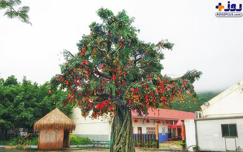 این درخت عجیب آرزوها را برآورده می کند+عکس