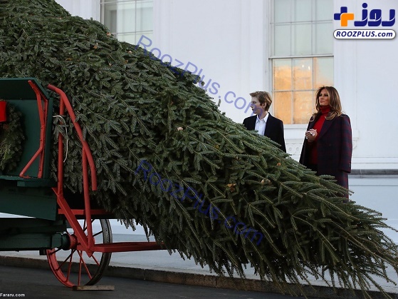 استقبال ملانیا ترامپ از درخت کریسمس 6 متری در کاخ سفید+تصاویر