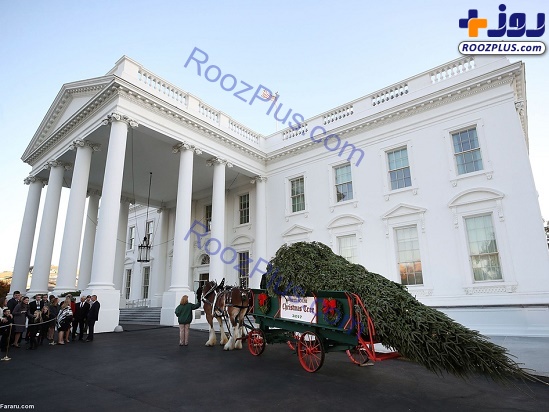 استقبال ملانیا ترامپ از درخت کریسمس 6 متری در کاخ سفید+تصاویر