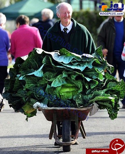 پرورش عجیب ترین سبزیجات توسط کشاورز سالخورده +تصاویر