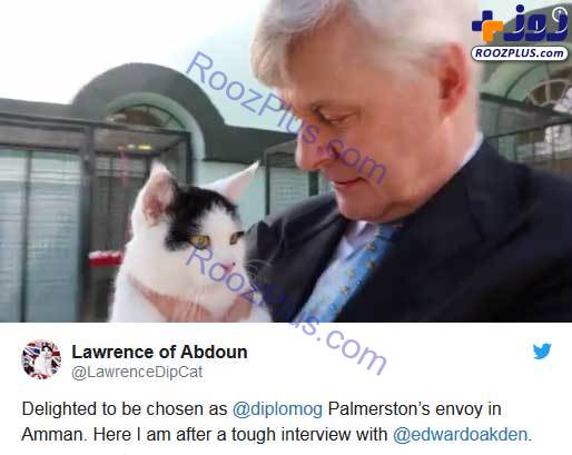 استخدام یک گربه به عنوان کارمند جدید سفارت+عکس