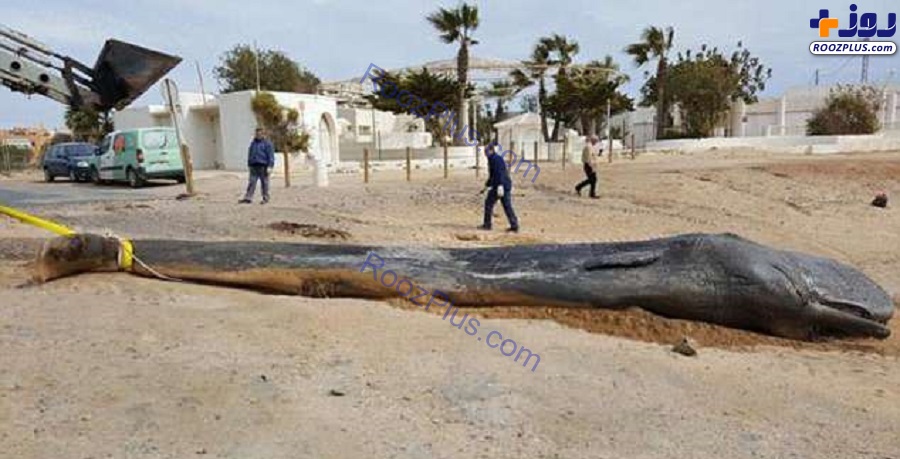 کشف جسد نهنگ عنبر در سواحل+عکس