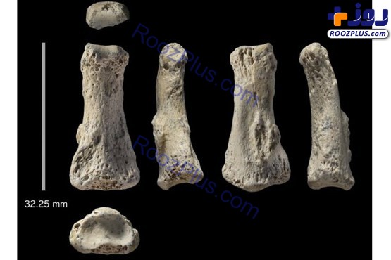 کشف فسیل 88000 ساله !+عکس