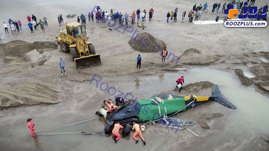 تلاش جالب و دیدنی مردم برای نجات یک نهنگ غول پیکر + تصاویر