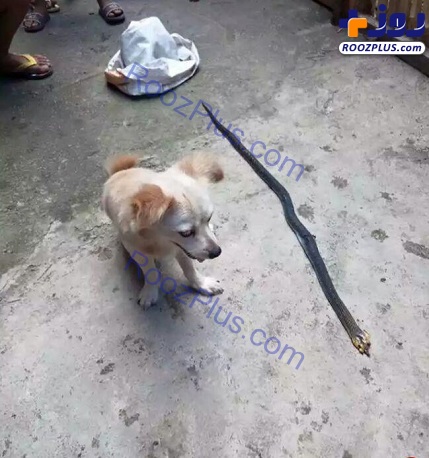 نبرد عجیب سگ با مار کبری برای نجات صاحبش+عکس