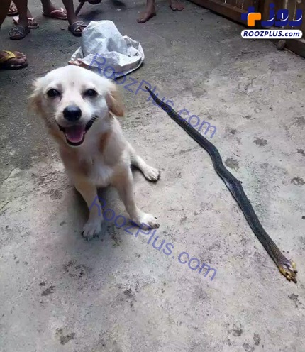 نبرد عجیب سگ با مار کبری برای نجات صاحبش+عکس