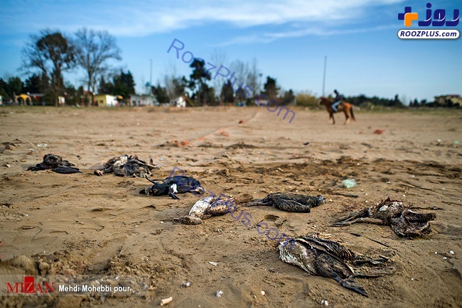 تصاویری از مرگ عجیب پرنده‌های ماهی‌خوار خزر
