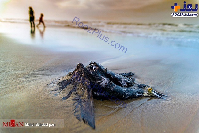تصاویری از مرگ عجیب پرنده‌های ماهی‌خوار خزر
