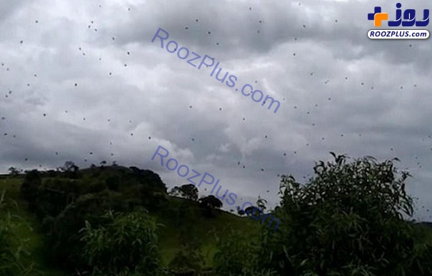 باران عنکبوت در برزیل! + تصاویر
