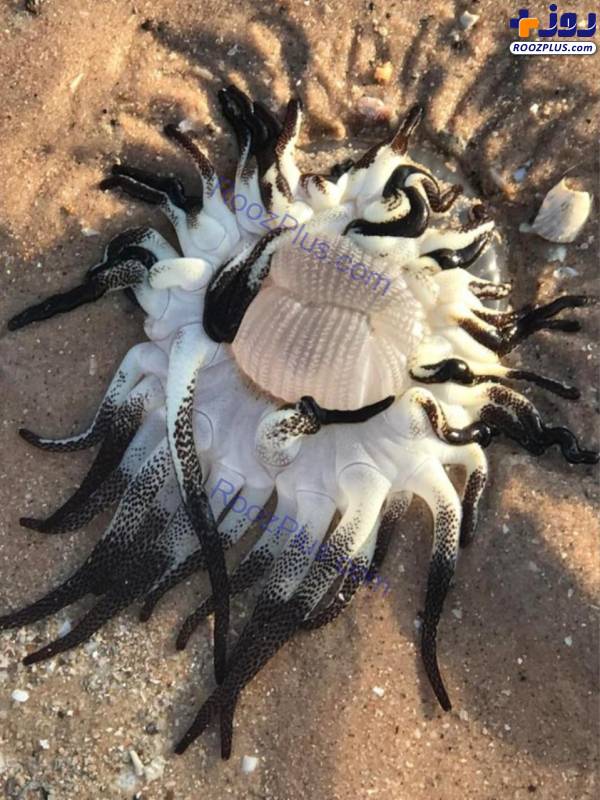 یک موجود دریایی عجیب و ناشناخته در ساحل+عکس