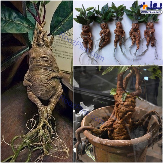 گیاهی که ریشه ای شبیه انسان دارد! +عکس