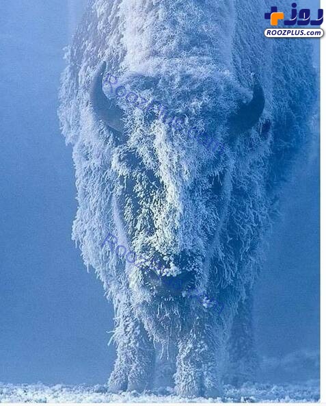 گاو وحشی یخ‌ زده +عکس