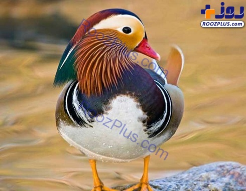 زیباترین اردک جهان را ببینید! +تصاویر