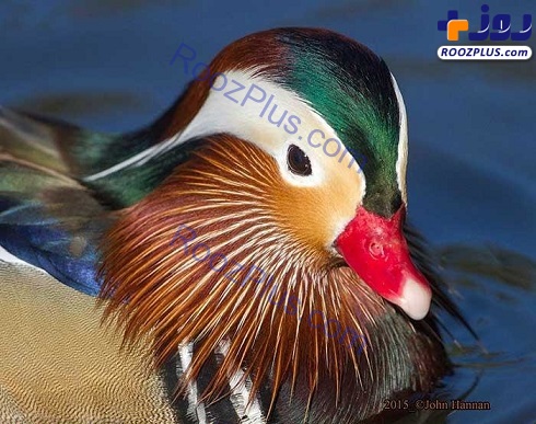 زیباترین اردک جهان را ببینید! +تصاویر