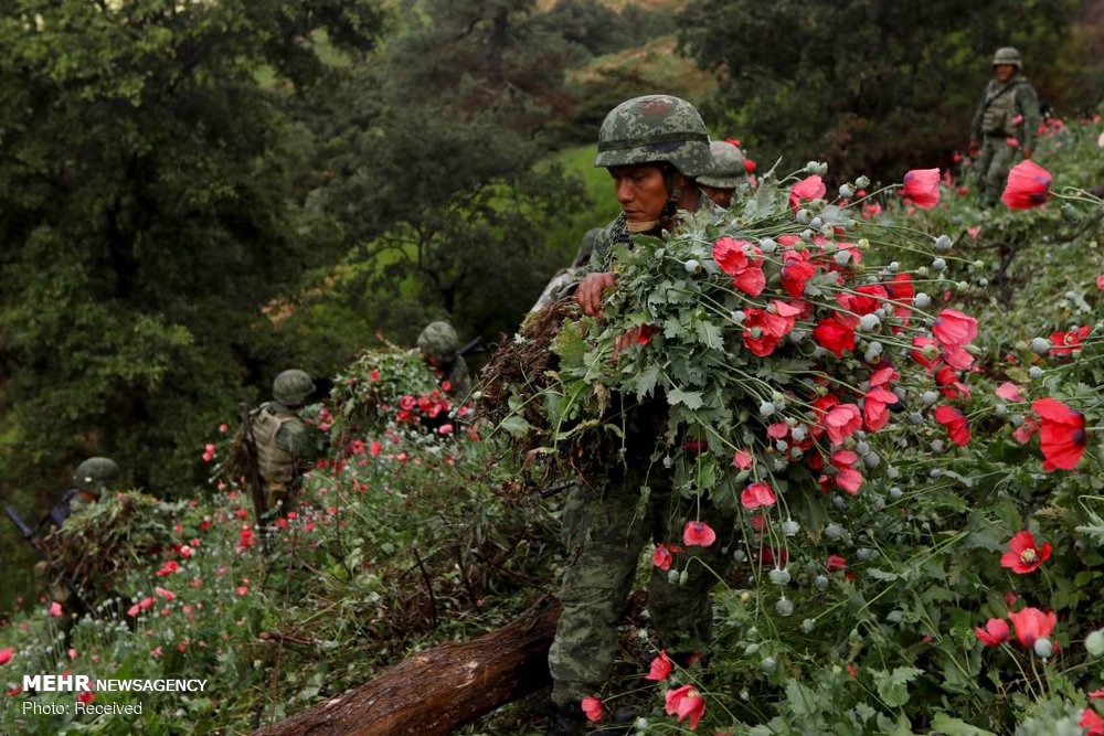 مبارزه ارتش مکزیک با کاشت خشخاش‎ +عکس