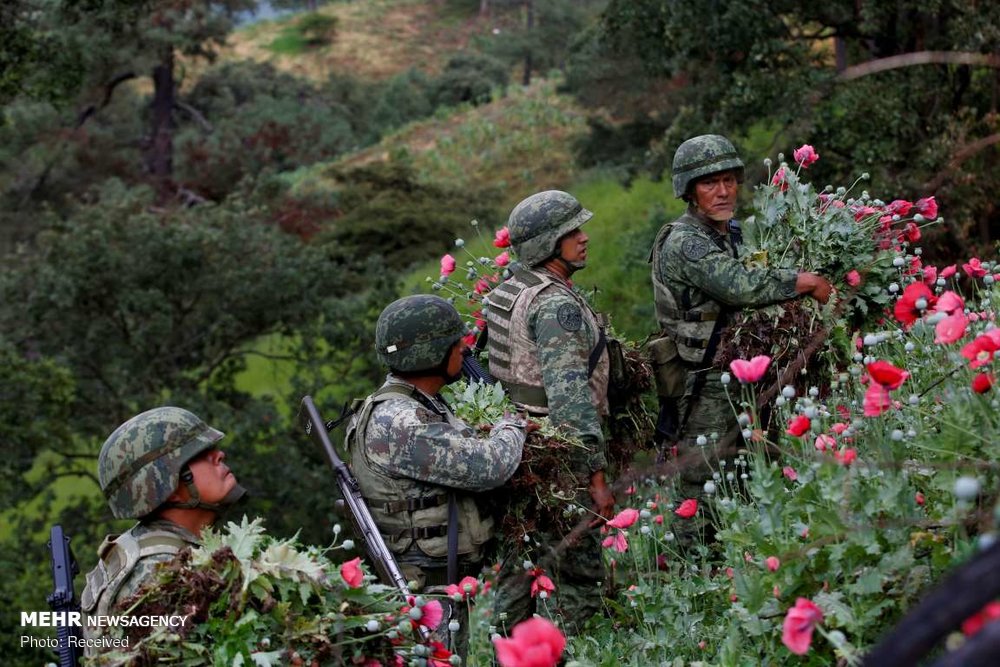 مبارزه ارتش مکزیک با کاشت خشخاش‎ +عکس