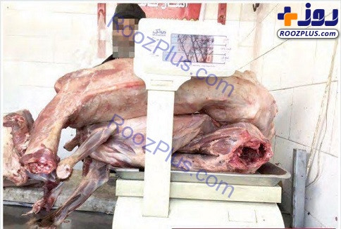 کشف گوشت سگ در قصابی غیرمجاز در مشهد! +عکس