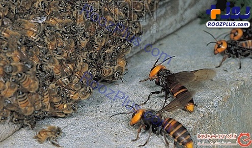 بزرگترین گونه زنبور جهان کشف شد+عکس