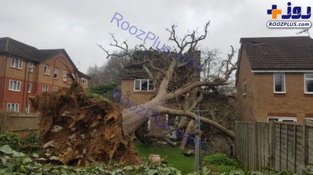 سقوط عجیب درخت بر سقف یک خانه‌+عکس