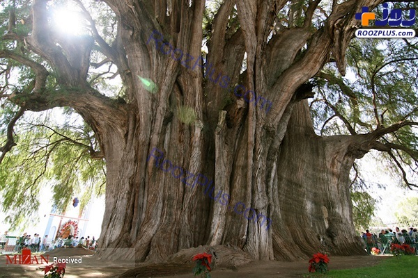 عجیب ترین درختان جهان +عکس
