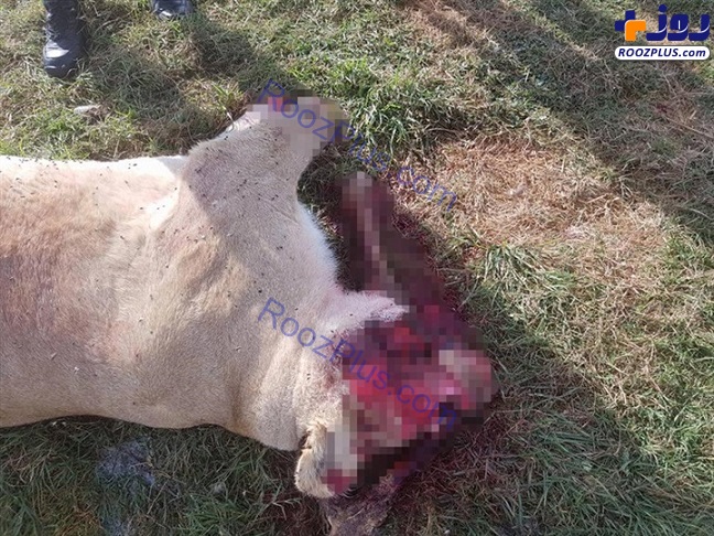 قتل و عام شیرهایی که برای تهیه نسخه باطل السحر قربانی می شوند! +تصاویر