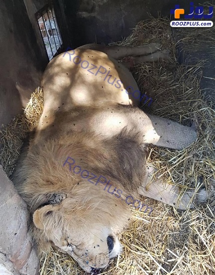 قتل و عام شیرهایی که برای تهیه نسخه باطل السحر قربانی می شوند! +تصاویر