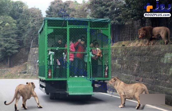 باغ وحش ترسناکی که در آن جای انسان و حیوان عوض می شود! +عکس