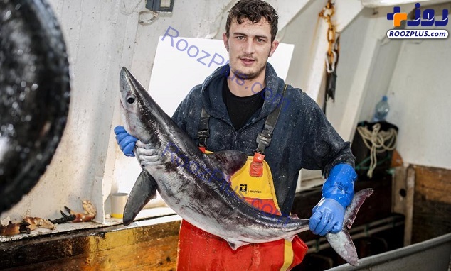 حمله کوسه وحشی 2 متری به ماهیگیر جوان + تصاویر