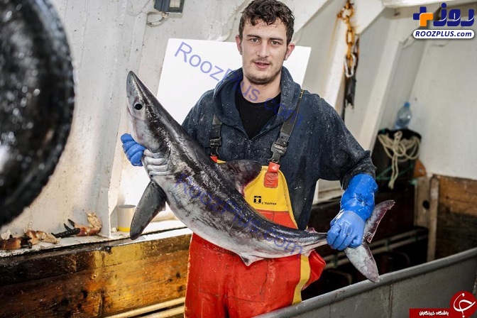 حمله کوسه سفید 2 متری به ماهیگیر جوان +تصاویر