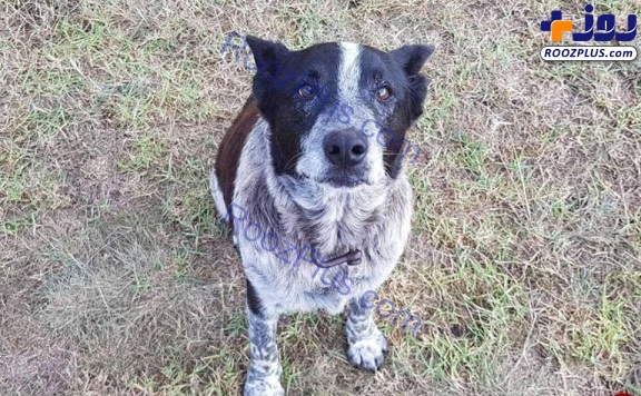 سگ ناشنوا جان دختر گمشده را نجات داد + تصاویر