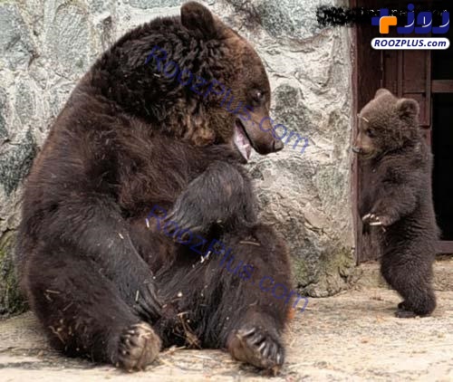 لحظاتی باورنکردنی از دعوای توله خرس توسط مادر+عکس