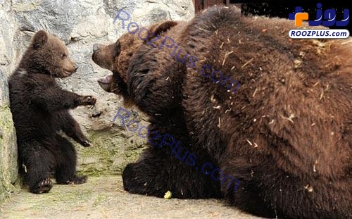 لحظاتی باورنکردنی از دعوای توله خرس توسط مادر+عکس