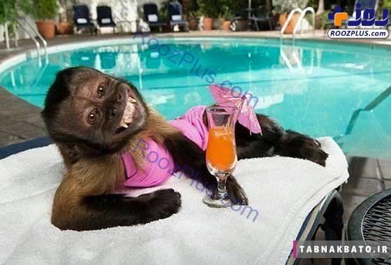 ثروتمندترین میمون جهان و درآمد هنگفتش! +تصاویر