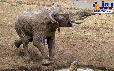 شوخی جالب بچه تمساح با فیل غولپیکر! +عکس