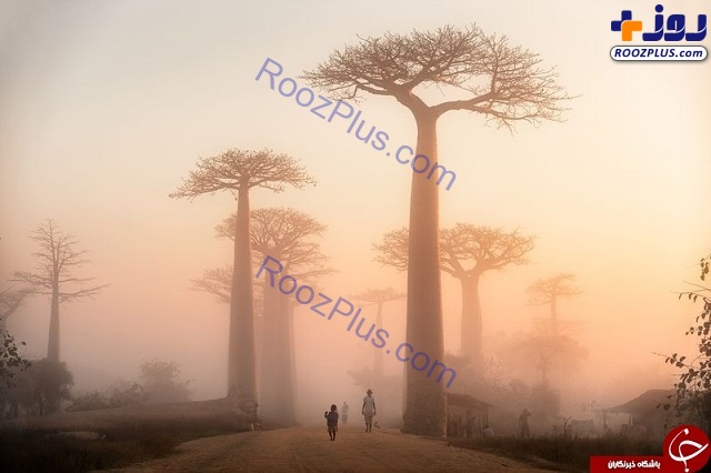 طلوع از میان درختان بائوباب در عکس روز نشنال جئوگرافیک