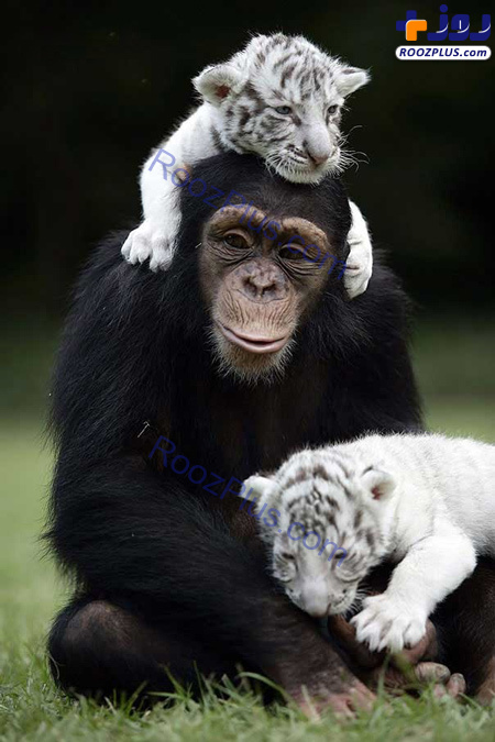 شامپانزه مهربانی که از بچه ببرها نگهداری می کند+عکس