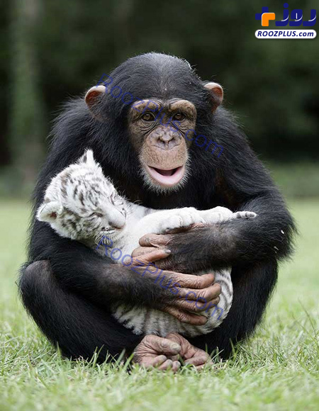 شامپانزه مهربانی که از بچه ببرها نگهداری می کند+عکس