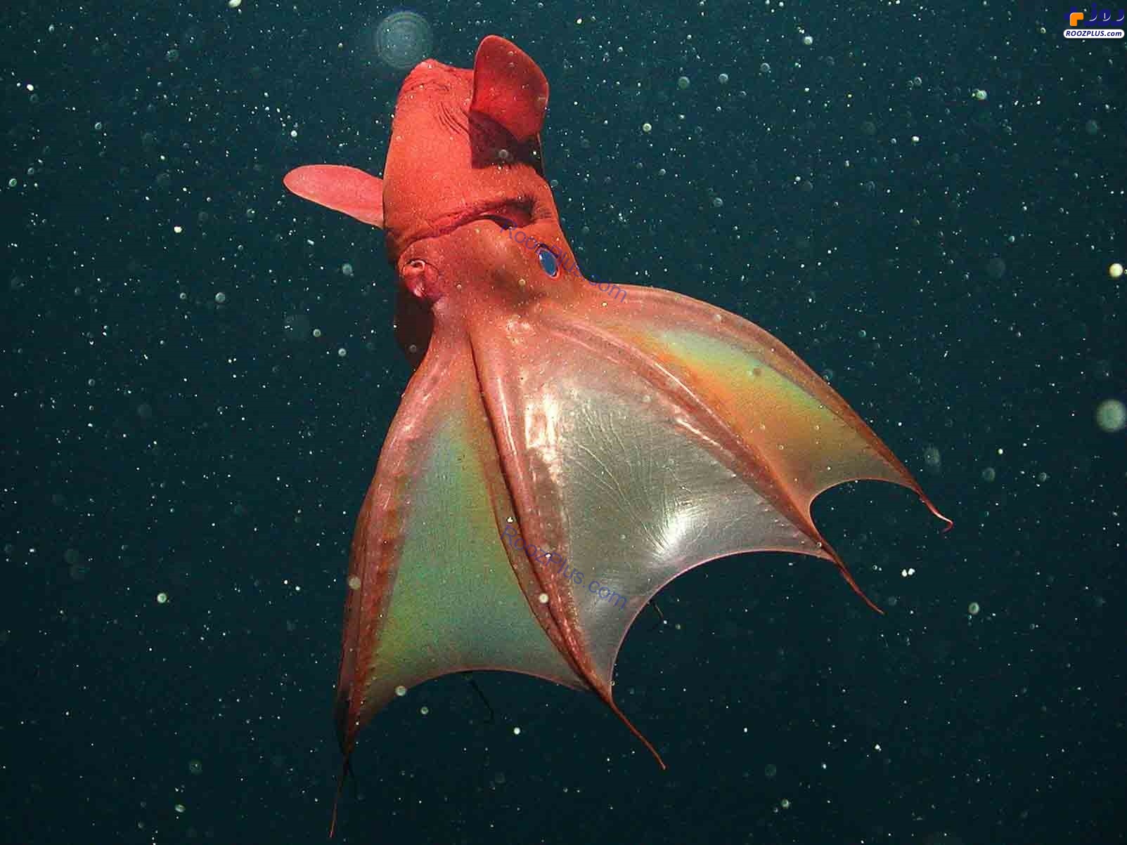 مرکب ماهی خون آشام +عکس