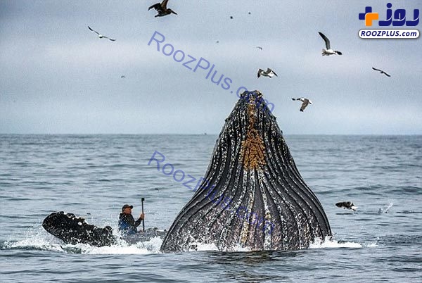 وحشت مرد از ظاهر شدن نهنگ غول پیکر در کنار قایق+عکس