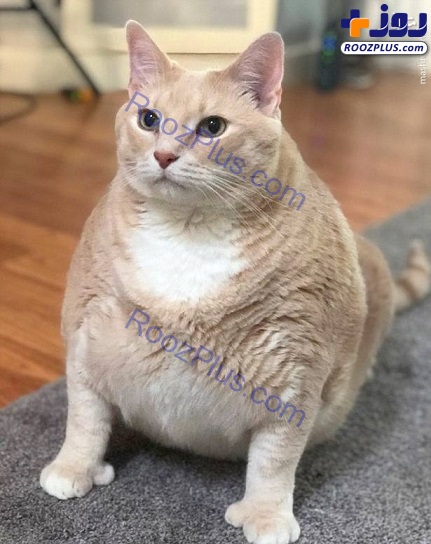 عجیب‌ترین و چاق‌ترین گربه جهان +تصاویر