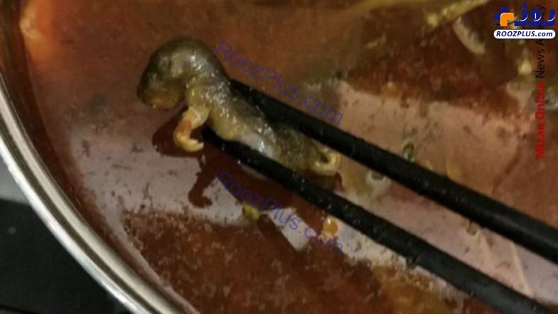 موش مرده در سوپ رستوران! +عکس