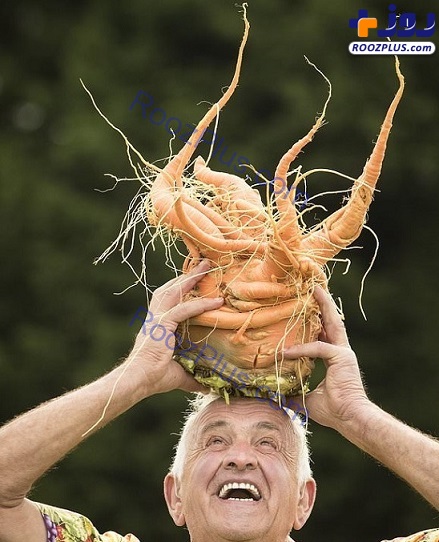 قهرمان پرورش بزرگ‌ترین سبزیجات +عکس