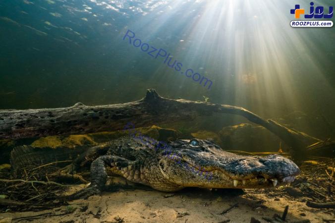 عکس روز نشنال جئوگرافیک از تمساح در زیر آب